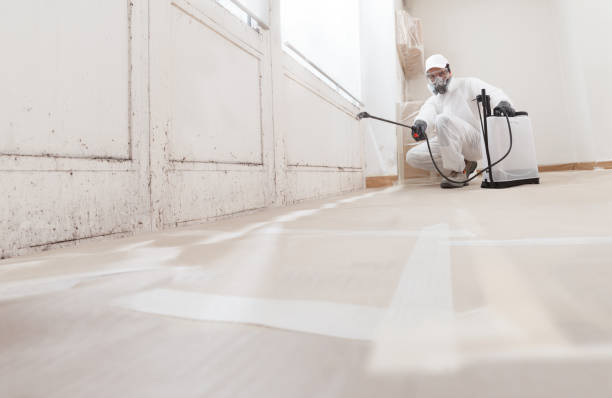24/7 Emergency Basement Mold Removal experts in Convent Station, NJ
