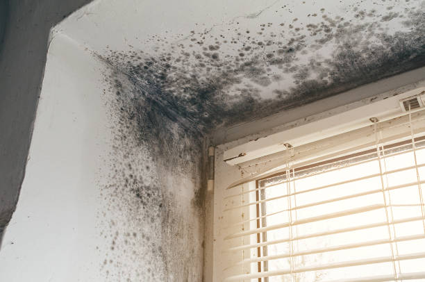 Affordable Basement Mold Removal solutions in Convent Station, NJ