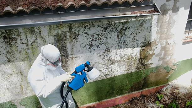 Top rated local Basement Mold Removal specialists in Convent Station, NJ